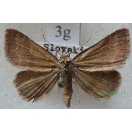 Phytometra viridaria (Clerck, 1759) Pomiarka oliwinka Slovakia3g